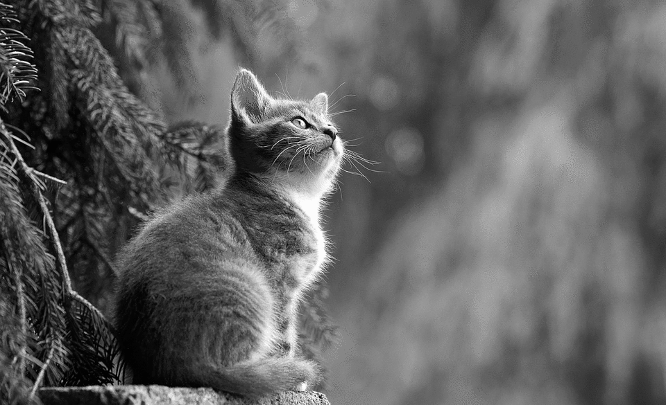 Grayscale cat
